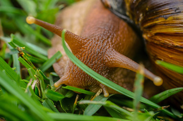 Cute Snail in the green grass