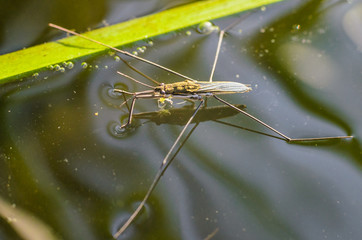 Cute insects on the water
