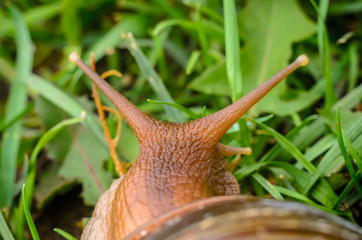 Cute Snail in the green grass