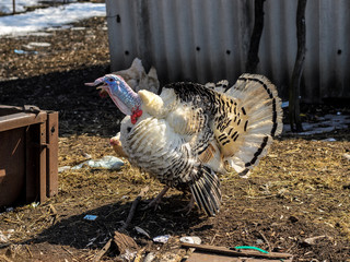 Country bird Turkeycock