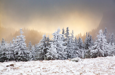 winter landscape with snowy fir trees in the mountains