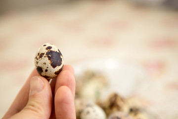 Quail egg in the human hand.