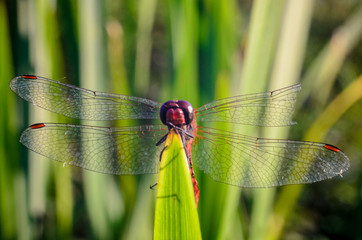 Beautiful dragonfly on the grass