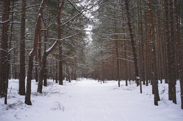 Fototapeta premium a look into the winter forest