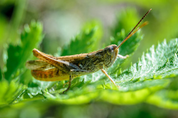 Cute Grasshopper in the macro world