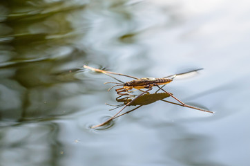 Cute insects on the water