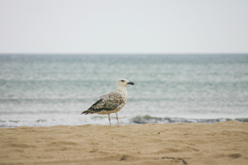 seagull on the beach