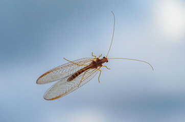 Cute insect on a blue background