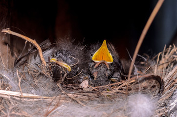 Cute little nestlings