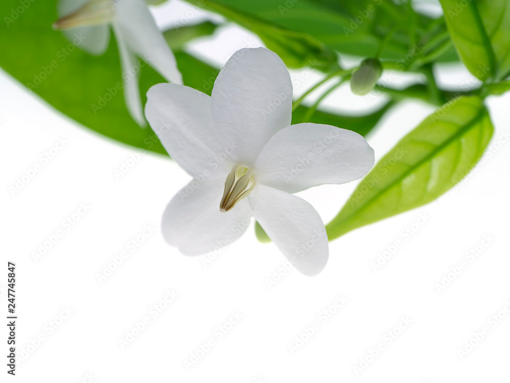 Canvas Prints water jasmine flower.