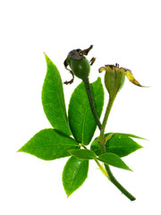 rose petals for rose tea