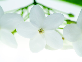 Fototapeta na wymiar Water Jasmine flower.
