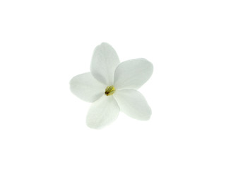 Fototapeta na wymiar Water Jasmine flower.