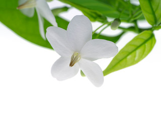 Water Jasmine flower.