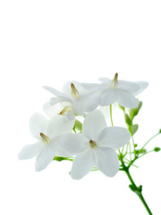 Naklejka na ściany i meble Water Jasmine flower.