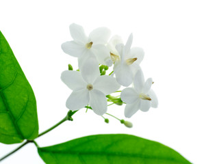 Water Jasmine flower.