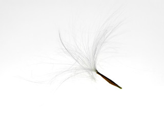 Water Jasmine seeds.