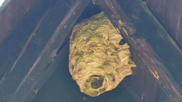 Close up footage of a hornests nest under a house roof