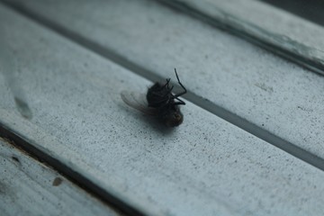 Fly in the window sash