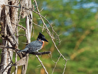 Lake Naivasha Safari