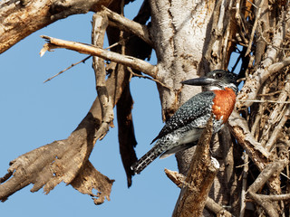Lake Naivasha Safari