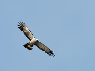 Lake Naivasha Safari