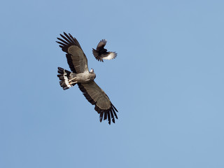 Lake Naivasha Safari