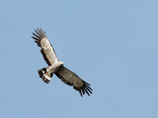 Lake Naivasha Safari