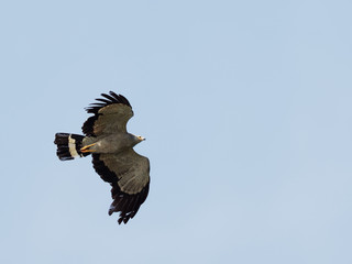 Lake Naivasha Safari