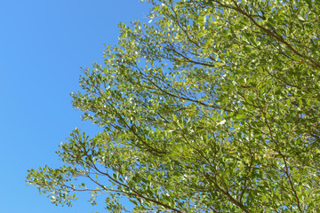 green leaf branchs of big tree in nature