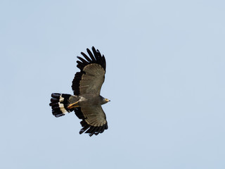 Lake Naivasha Safari