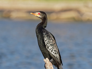 Lake Naivasha Safari