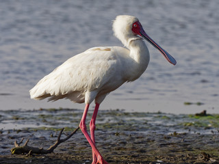Lake Naivasha Safari