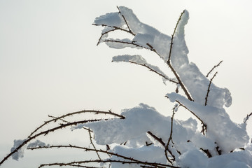 zimowe gałęzie ciernistego krzewu © Mariusz Sowula