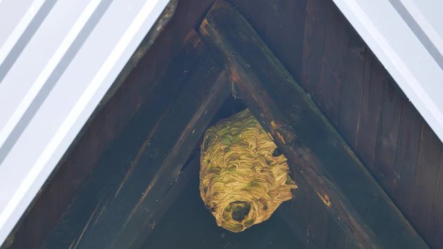 Footage of a hornests nest under a house roof