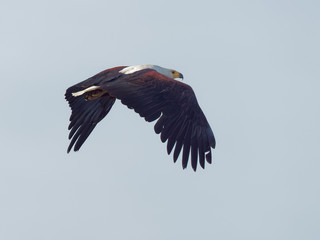 Lake Naivasha Safari