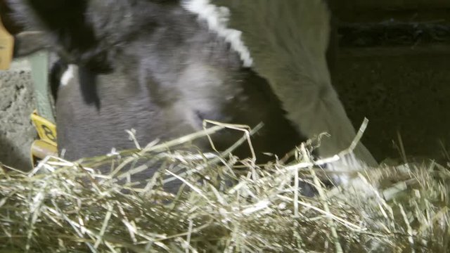mucca nella stalla