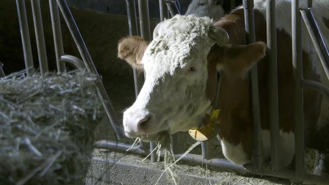 mucca nella stalla
