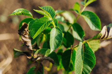 Young tree walnut