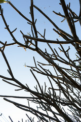 frangipani plumeria flowers branch tree