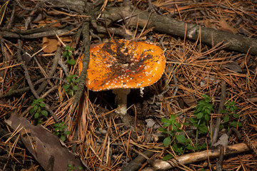 Poisonous mushroom with a red spotted hat. It grows in a coniferous forest.