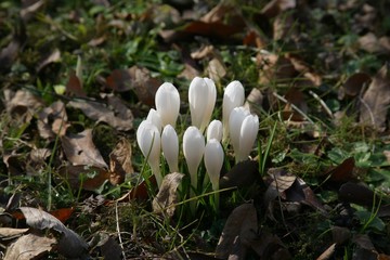 White crocus