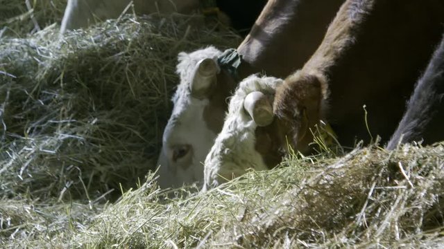 mucca nella stalla
