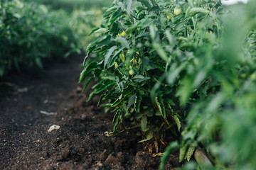 Green tomatoes grow in the garden