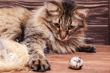 The striped fluffy cat with long whiskers looks with curiously at the Easter quail egg in the nest on the wooden table