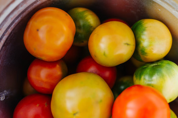Tomatoes are collected from the garden in a bucket
