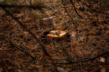 Poisonous mushroom with a red spotted hat. It grows in a coniferous forest.
