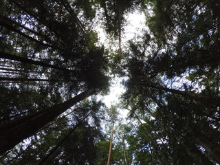 Fototapeta premium sun in forest