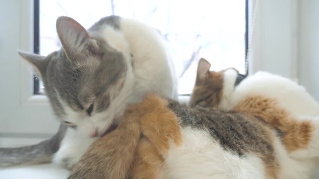funny video cat. lifestyle cats lick each other kitten. slow motion video. Cats grooming and licking each other. pet a cute video