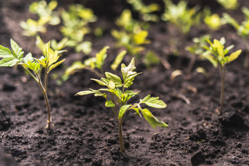 a lot of little tomato seedlings grow from the ground in spring